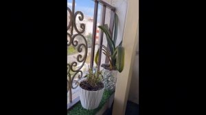 #Прикол #Юмор #Топыкатегорий #Смех #Шарсводой #Ржака
