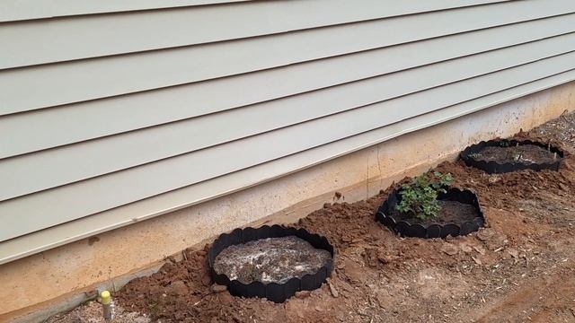 Почему неприхотливые кусты  Розы были Слабые и Больны?