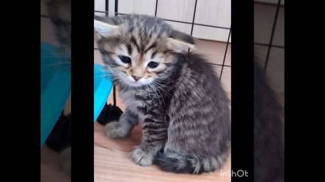 все кошечки спасены с опасных мест, они ищут дом, всегда актуальна помощь кормом и обработками смотреть онлайн