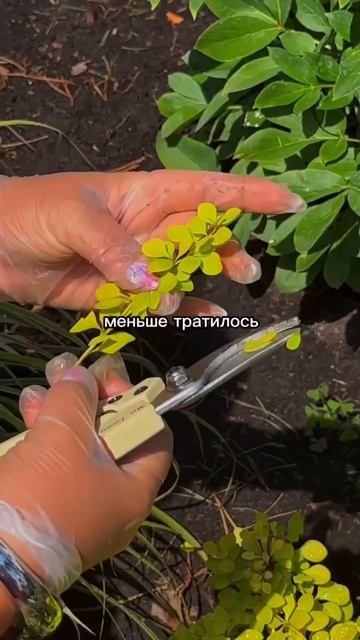 Как выращивать барбарис без бюджета смотреть онлайн