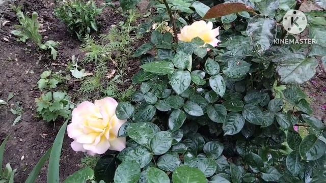 Роза Глория Дей.История ее происхождения.