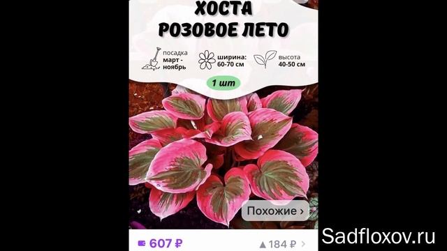 Невероятные сорта хост в ВБ. Снова обман!