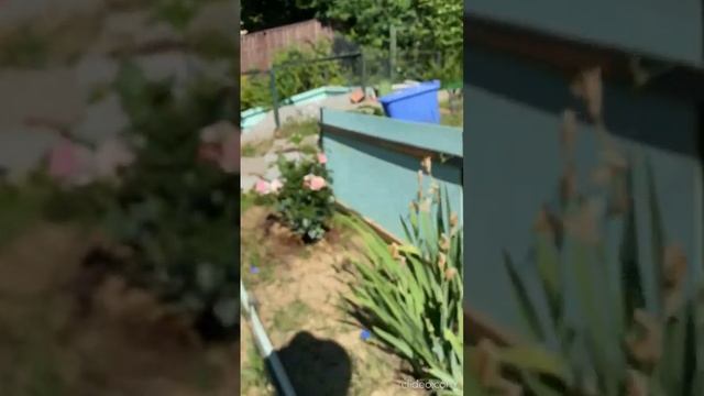 Офф: шикарные розы