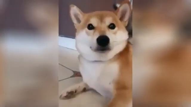 Это видео взорвало интернет!!! приколы с животными 😺😺😺😄😄😄 смотреть онлайн