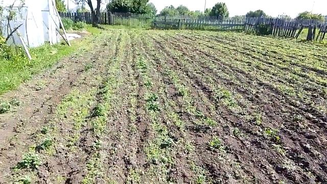 Пропольник - рыхлитель 