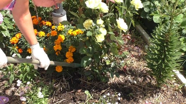 РОЗЫ!!!! 3 шага к пышному цветению!( ШАГ 2) смотреть онлайн