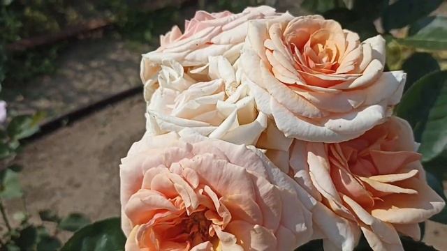 573.#13 июля перед обрезкой роз🤔Многие ещë цветут🌹🌹🌹