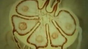 Строение и функции лимфатической системы