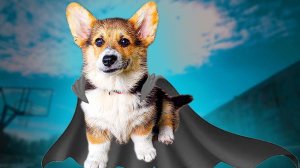 Все серии МАЛЕНЬКИЙ КОРГИ КЕКС!! НАЧАЛО!