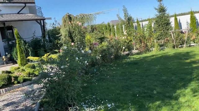 ГОТОВЛЮ РОЗЫ К ЗИМЕ | Розы в октябре | Когда укрывать ро