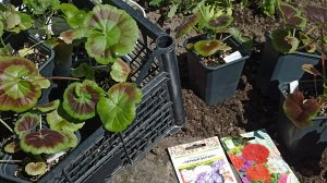 Почему листья пеларгоний становятся красными