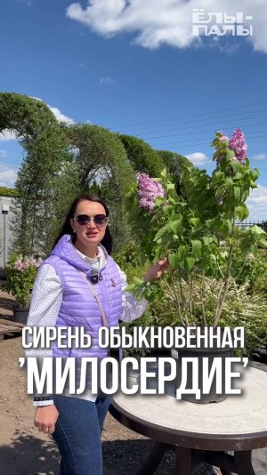 Сирень обыкновенная `Милосердие` РС обзор сорта в питомнике «ЁЛЫ-ПАЛЫ»