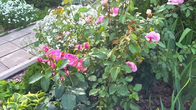 316 #Обзор роз на 30 июня 2024 г.🌹Эта роза заслужила много ? смотреть онлайн