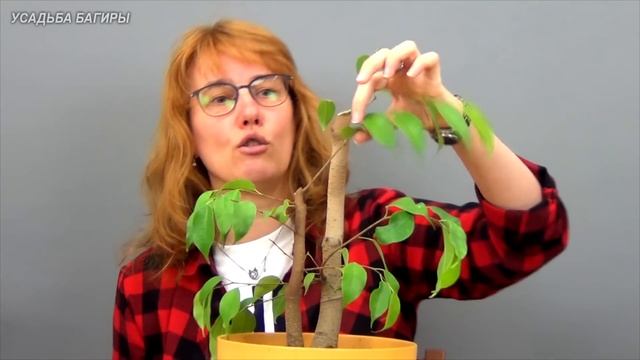 Бонсай из фикуса Бенджамина в стиле Раздвоенный ствол смотреть онлайн