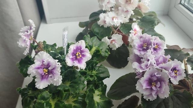 Фотографирую фиалки