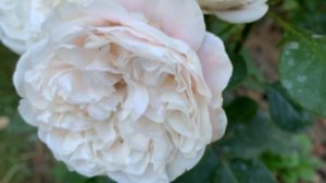 Еще раз Роза Шифон, трехлетка в моем саду