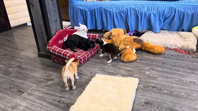 У нас можно Купить щенка чихуахуа. Остались мальчики п