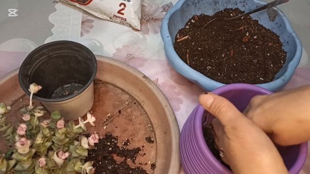 Крассула,толстянка,кандай гул ,кам коруу,остуруу🌿🌿? смотреть онлайн