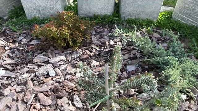 Заморозки в Подмосковье. Розы укрыты. Любуюсь хвойным? смотреть онлайн