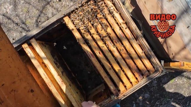 Ревизия на пасеке ч.1