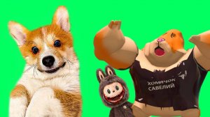 КОРГИ КОРЖИК ПРОТИВ МОНСТРОВ!! Лучшие серии весны!!