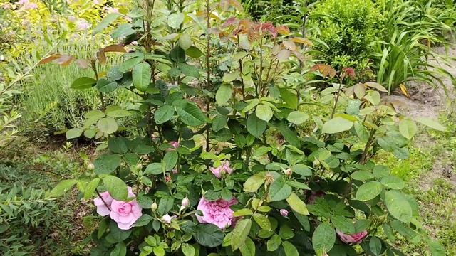 РОЗА ГЕРТРУДА ДЖЕКИЛЛ Video 20240610 134218