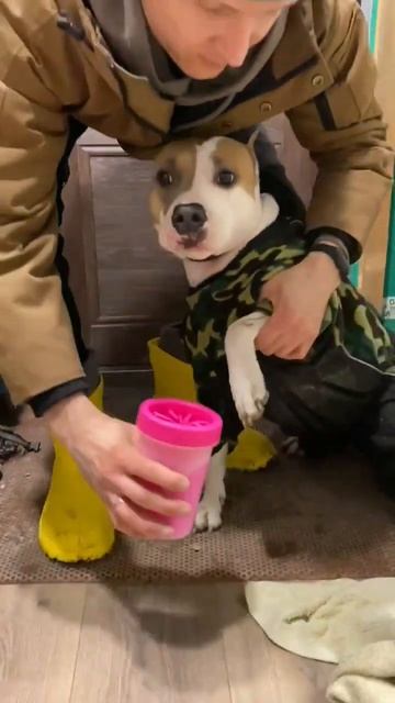 Тестируем лапомойку для Амстафф #amstaff #staff #shortvideo #shortvideo #k9 смотреть онлайн