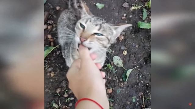 Смешные Коты 2020. Смешные Видео с Котами в 2020 году.