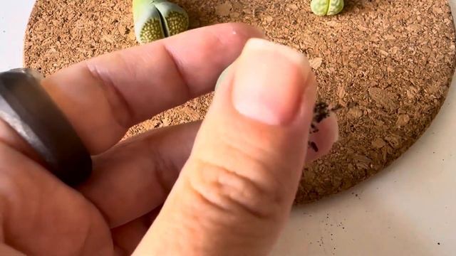 Живые Камни 2-я часть. Пропажа нашлась, а мне грустно. 20.