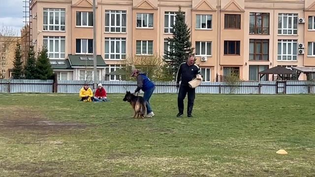 2 Отл. СС SHAKIRA v. Mair Hof +++ №51 / КЧК КЕМЕРОВО 4 мая`25 И.Ширан Моно н/о