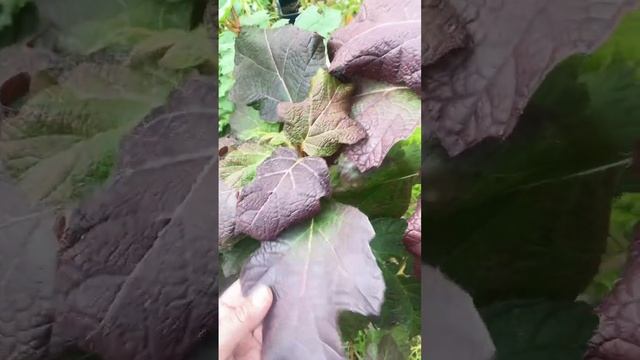 Гортензия дуболистная 4.11.23. #гортензии #обрезкагортен?