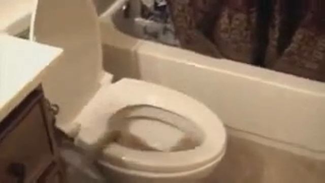 Приколы с котами ржака ухахака смотреть онлайн