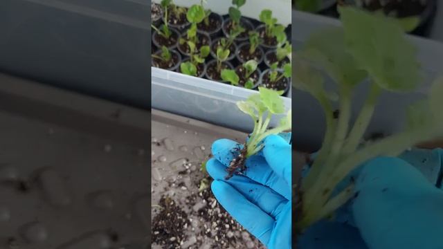 Фиалки. Отсаживаем детки.