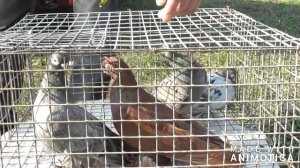 #Pigeon   1-часть. ВЫСТАВКА ГОЛУБЕЙ В КУРГАНИНСКЕ. 20.10.19г.
