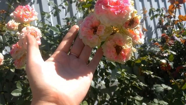 На жаре плавится мебель, а розы цветут!