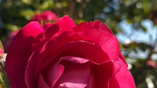 Осенние работы с розами в сентябре.