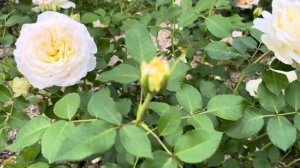 Роза Стокгольм