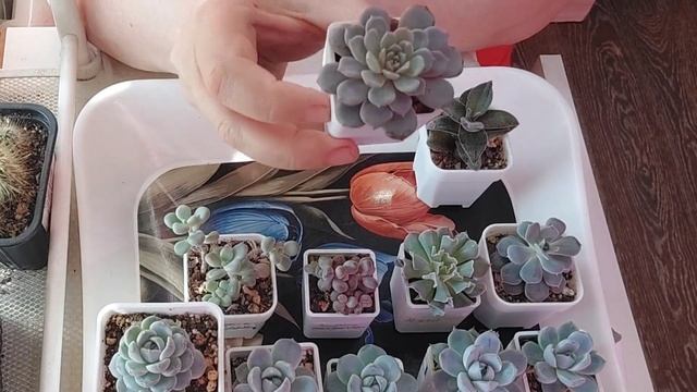 #мояколлекция Уход за суккулентами | Болталка | Переса? смотреть онлайн