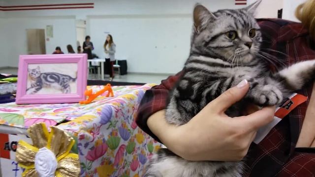Как Тимур кошек смотрел смотреть онлайн