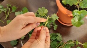 За считанные дни нарастут корни! Как черенковать плющ?