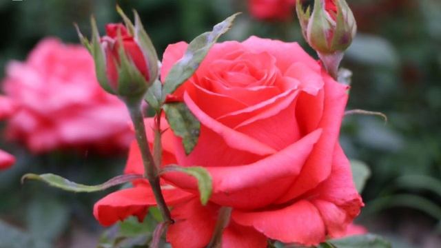 300 различных видов саженцев роз.          300 хил турдаги ат?