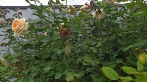 18.09.2024г. Rose Apricot Sky. Роза 🌹 Apricot Sky селекции Барни в моём ?