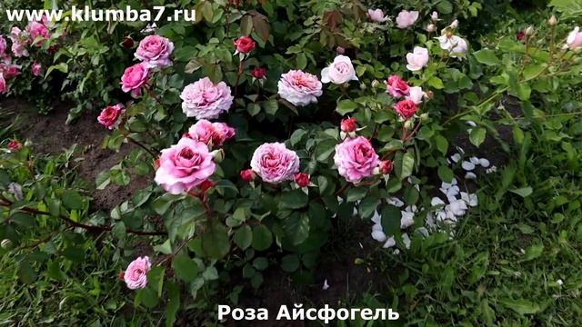 Розы Шедевры от Tantau — безупречная красота, которой во?