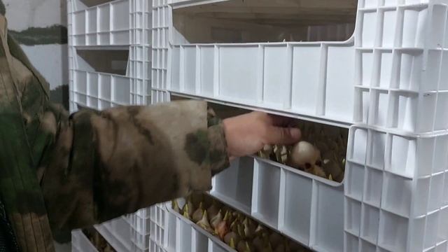 Выгонка тюльпана к 8 марта смотреть онлайн