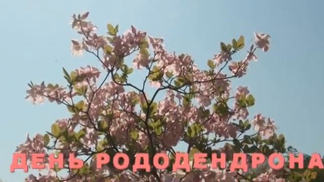 Владивосток. Среди загадочных растений + День Рододен? смотреть онлайн