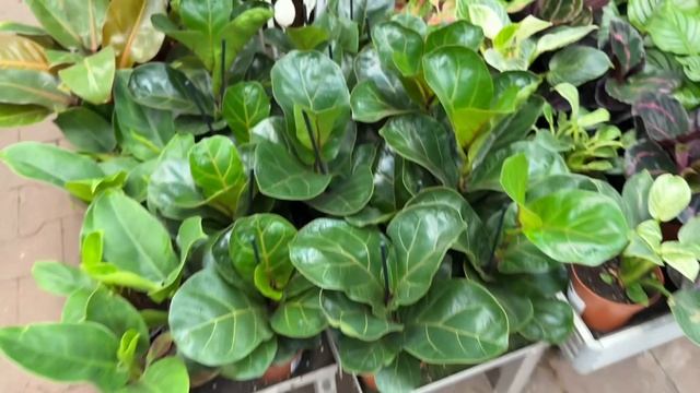 😍 ПРОСТО ВАУ 😻 НЕ ЗРЯ ЗАШЛА В САДОВЫЙ РАЙ ОБИ 🪴 Кашпо, комнатные растения в обзоре смотреть онлайн