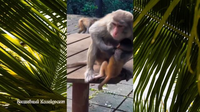 Веселые смешные шалуны из мира обезьян. Забавные моменты. Видео для хорошего настроения смотреть онлайн