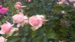 Роза. Моя самая любимая!!! ЭДЕН РОМАНТИКА.👍🌹