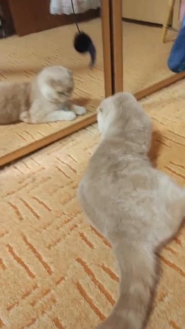 Очень гиперактивный кот 🐱 смотреть онлайн