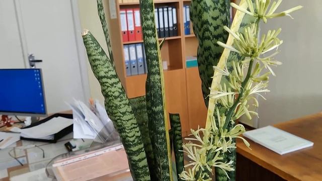 ЦВЕТОЧКИ РАСКРЫВАЮТСЯ НА ГЛАЗАХ, ТЕЩИН ЯЗЫК (САНСЕВИЕ? смотреть онлайн